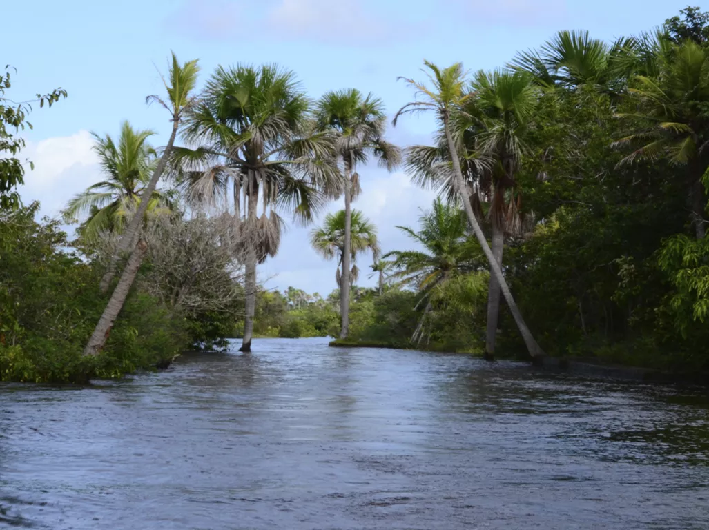 slide-somar-rota-0012-as-palmeiras-e-o-rio-6953ed26079f4